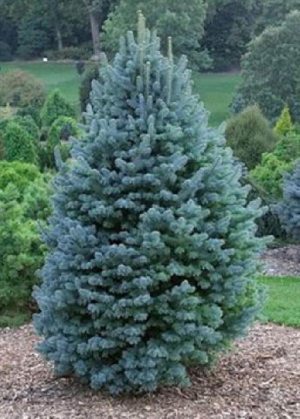 пихта бальзамическая тайга. где растут ели. мульчирование туи смарагд. ель сербская карел ель сербская карел. декоративный плодовый сад.